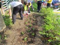 1010316小園丁實務工作-種香草了