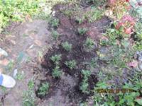 1010316小園丁實務工作-種香草了