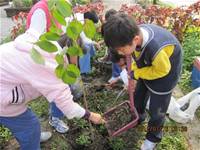 1010316小園丁實務工作-種香草了