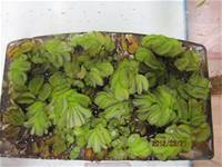 1010321第三群組研習-都會型學校生態池之教學運用