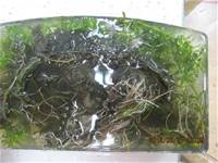 1010321第三群組研習-都會型學校生態池之教學運用