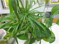 1010321第三群組研習-都會型學校生態池之教學運用