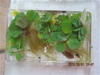 1010321第三群組研習-都會型學校生態池之教學運用