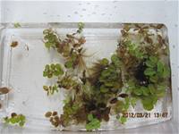 1010321第三群組研習-都會型學校生態池之教學運用