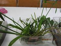 1010321第三群組研習-都會型學校生態池之教學運用