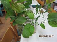 1010321第三群組研習-都會型學校生態池之教學運用