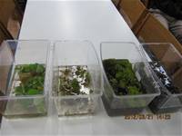 1010321第三群組研習-都會型學校生態池之教學運用