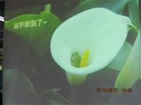 1010321第三群組研習-都會型學校生態池之教學運用