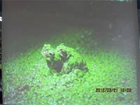 1010321第三群組研習-都會型學校生態池之教學運用