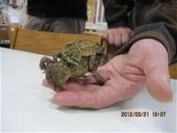 1010321第三群組研習-都會型學校生態池之教學運用