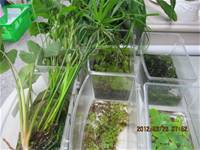 1010323小園丁實務工作-生態池種植物囉