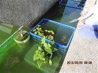 1010323小園丁實務工作-生態池種植物囉
