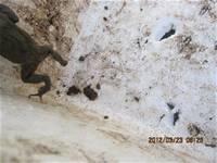 1010323小園丁實務工作-生態池種植物囉