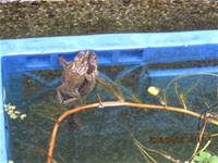 1010402生態池蟾蜍交配產卵