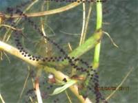 1010402生態池蟾蜍交配產卵