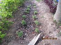 1010403小園丁實務工作-種植薄荷