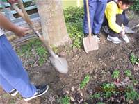 1010403小園丁實務工作-種植薄荷