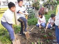 1010403小園丁實務工作-種植薄荷