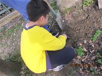 1010403小園丁實務工作-種植薄荷