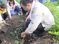 1010403小園丁實務工作-種植薄荷