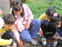 1010403小園丁實務工作-種植薄荷