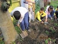 1010403小園丁實務工作-種植薄荷