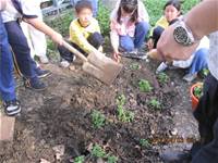 1010403小園丁實務工作-種植薄荷
