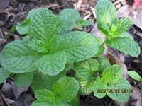 1010403小園丁實務工作-種植薄荷