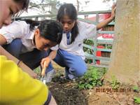 1010403小園丁實務工作-種植薄荷