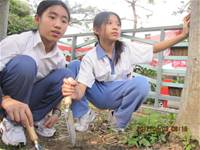 1010403小園丁實務工作-種植薄荷