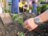 1010403小園丁實務工作-種植薄荷