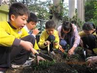 1010403小園丁實務工作-種植薄荷