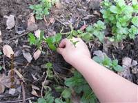 1010403小園丁實務工作-種植薄荷