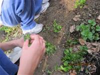 1010403小園丁實務工作-種植薄荷