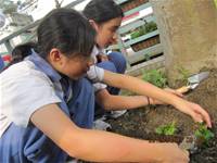 1010403小園丁實務工作-種植薄荷