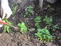 1010403小園丁實務工作-種植薄荷