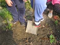 1010403小園丁實務工作-種植薄荷