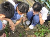 1010403小園丁實務工作-種植薄荷