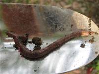 1010403小園丁實務工作-種植薄荷