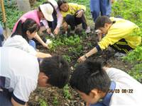 1010403小園丁實務工作-種植薄荷