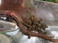 1010403小園丁實務工作-種植薄荷