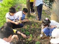 1010403小園丁實務工作-種植薄荷