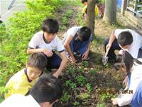 1010403小園丁實務工作-種植薄荷