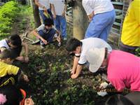 1010403小園丁實務工作-種植薄荷