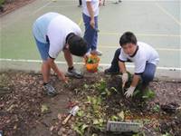 1010424小園丁實務工作-種植薄荷和合果芋