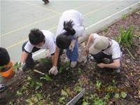 1010424小園丁實務工作-種植薄荷和合果芋