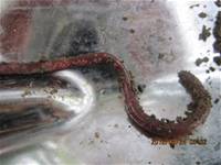 1010424小園丁實務工作-種植薄荷和合果芋