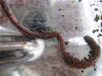 1010424小園丁實務工作-種植薄荷和合果芋