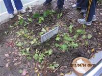 1010424小園丁實務工作-種植薄荷和合果芋