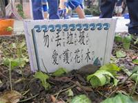 1010424小園丁實務工作-種植薄荷和合果芋